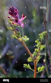 Attēlu rezultāti vaicājumam “Fumaria officinalis flower”