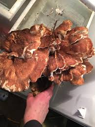 Attēlu rezultāti vaicājumam “Bondarzewia mesenterica”