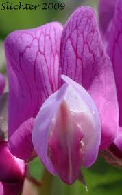 Attēlu rezultāti vaicājumam “Lathyrus japonicus subsp. maritimus fruit”