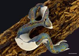 Attēlu rezultāti vaicājumam “Physarum bivalve”