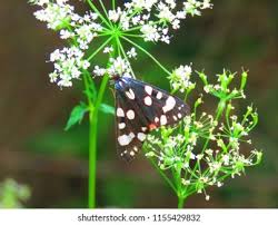 Attēlu rezultāti vaicājumam “Callimorpha dominula imago”
