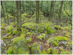 Attēlu rezultāti vaicājumam “Paraleucobryum longifolium”