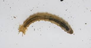 Attēlu rezultāti vaicājumam “Tipulidae larva”