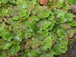 Attēlu rezultāti vaicājumam “Pellia epiphylla sporophyte”