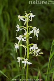 Attēlu rezultāti vaicājumam “Platanthera chlorantha”