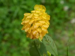 Attēlu rezultāti vaicājumam “Trifolium aureum flower”