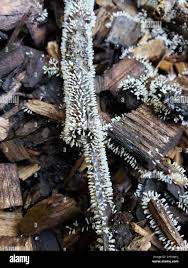 Attēlu rezultāti vaicājumam “Diachea leucopodia”