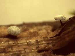 Attēlu rezultāti vaicājumam “Diderma subviridifuscum macro”