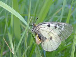 Attēlu rezultāti vaicājumam “Parnassius mnemosyne”