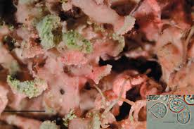 Attēlu rezultāti vaicājumam “Physcia tenella”