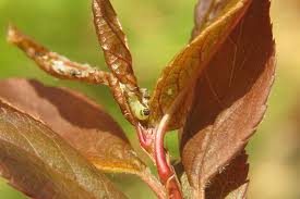 Attēlu rezultāti vaicājumam “Argyresthia spinosella”