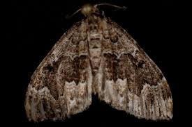 Attēlu rezultāti vaicājumam “Lampropteryx suffumata”