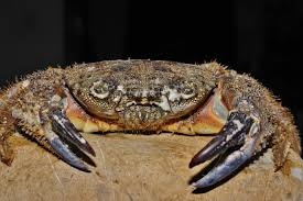 Image result for Eriphia verrucosa