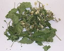 Attēlu rezultāti vaicājumam “Crataegus submollis”