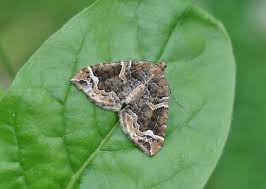 Attēlu rezultāti vaicājumam “Eulithis prunata”