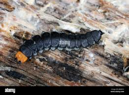 Attēlu rezultāti vaicājumam “Lygistopterus sanguineus”