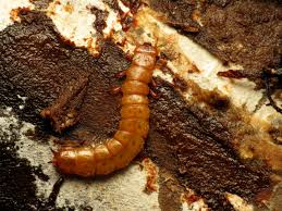 Attēlu rezultāti vaicājumam “Cucujus cinnaberinus larva”