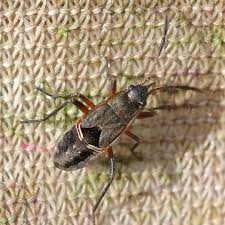 Image result for Rhyparochromus