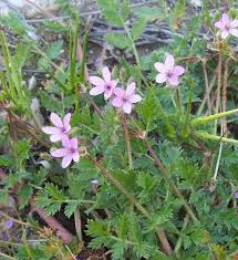 Attēlu rezultāti vaicājumam “Erodium cicutarium”