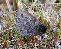 Attēlu rezultāti vaicājumam “Oeneis jutta”