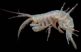 Attēlu rezultāti vaicājumam “Amphipoda”