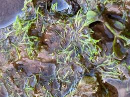 Attēlu rezultāti vaicājumam “Riccia rhenana”