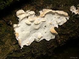 Attēlu rezultāti vaicājumam “Plicatura nivea”