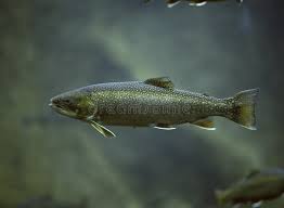 Image result for Salvelinus alpinus