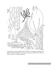 Attēlu rezultāti vaicājumam “Licea testudinacea”