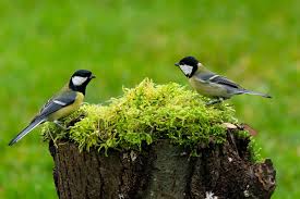 Attēlu rezultāti vaicājumam “Parus major male”