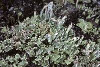 Attēlu rezultāti vaicājumam “Cladonia coniocraea”