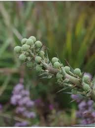 Attēlu rezultāti vaicājumam “Koeleria glauca flower”