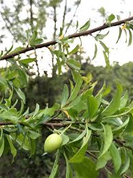 Attēlu rezultāti vaicājumam “Prunus domestica subsp. insitita”