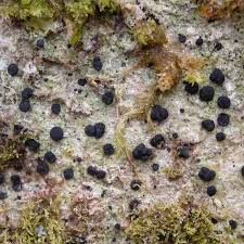 Attēlu rezultāti vaicājumam “Megalaria grossa”