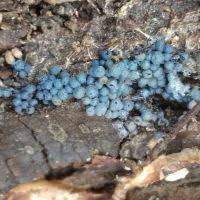 Attēlu rezultāti vaicājumam “Badhamia lilacina”