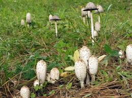 Image result for coprinus