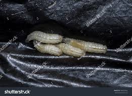 Attēlu rezultāti vaicājumam “Acronicta megacephala larva”