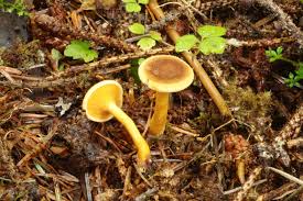 Attēlu rezultāti vaicājumam “Hygrophoropsis aurantiaca”