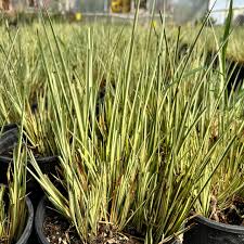 Image result for Acorus calamus