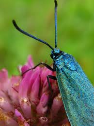 Attēlu rezultāti vaicājumam “Adscita statices”