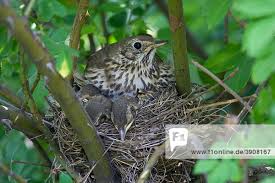 Attēlu rezultāti vaicājumam “Turdus philomelos nest”