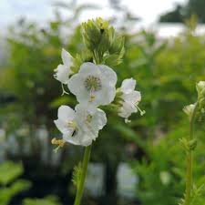 Image result for Polemonium coeruleum album
