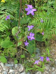 Image result for Campanula patula
