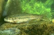 Image result for Squalius vardarensis