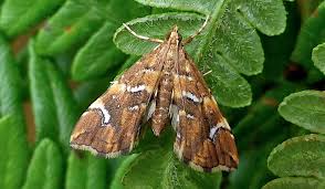 Attēlu rezultāti vaicājumam “Pyralididae”