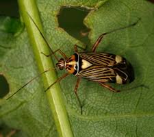 Attēlu rezultāti vaicājumam “Rhabdomiris striatellus imago”