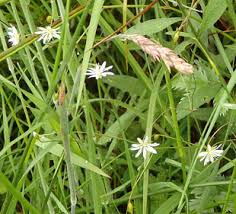 Attēlu rezultāti vaicājumam “Stellaria palustris flower”