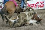  Rodeo Cruelty