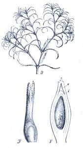 Attēlu rezultāti vaicājumam “Najas minor leaf”