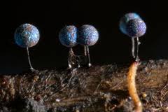 Attēlu rezultāti vaicājumam “Lamproderma ovoideum”